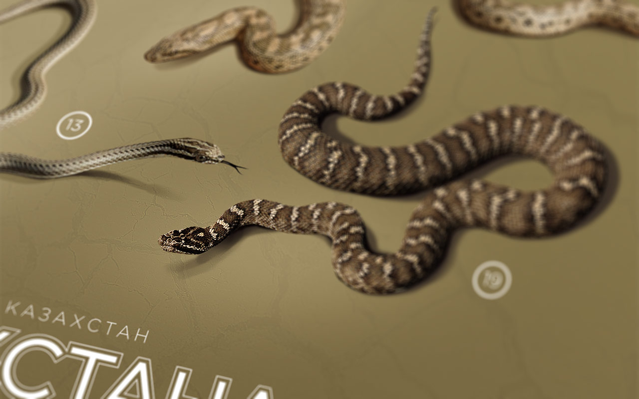 Snakes of Kazakhstan Begonia design studio