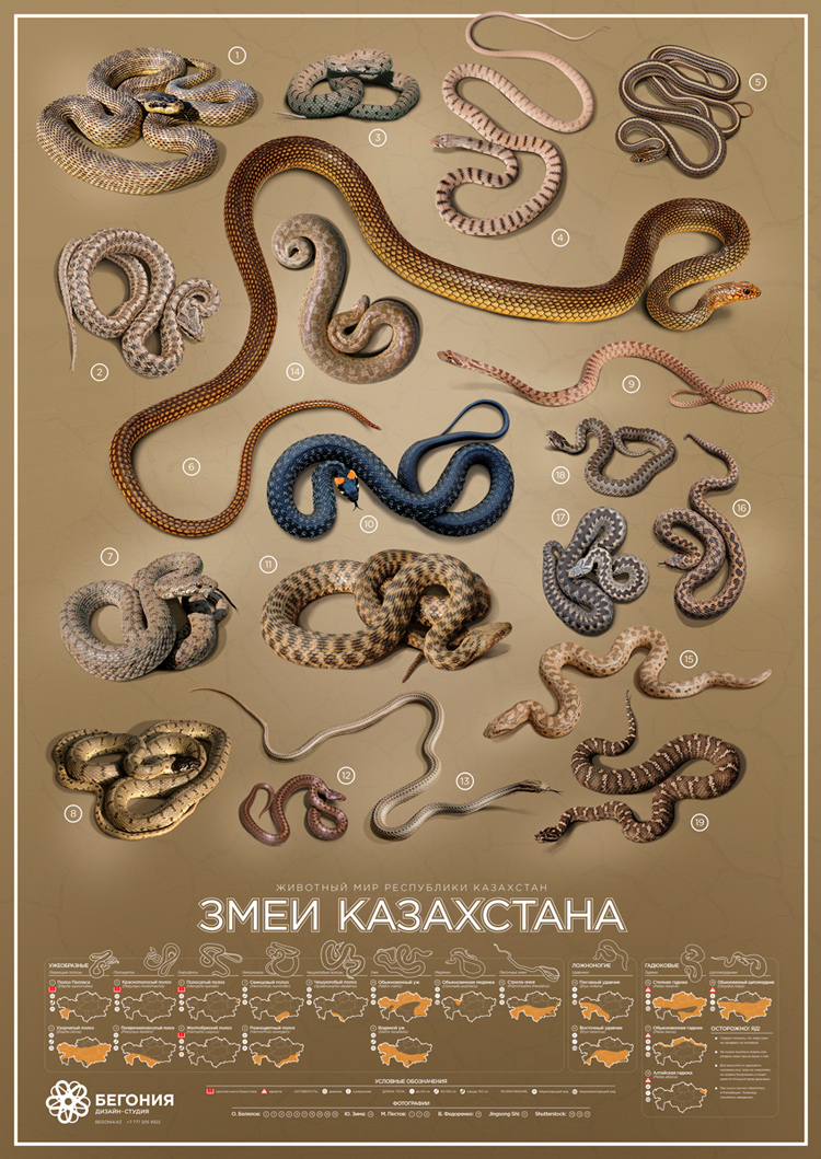 Snakes of Kazakhstan Begonia design studio